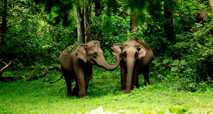 Bhadra Wildlife Sanctuary/Muthodi Wildlife Sanctuary Chikmagalur (Entry  Fee, Timings, Safari, Best time to visit, Images, Facts & Location) -  Chikmagalur Tourism 2023